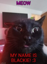 Blackie Meme Template