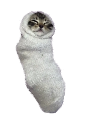 COZYCAT Meme Template