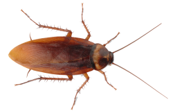 Cockroach Meme Template