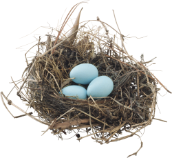 Bird nest nido de ave Meme Template