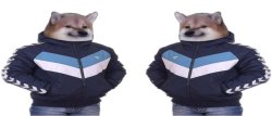 Dog in jacket Meme Template