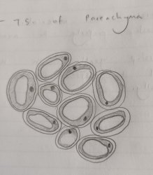 TS of Parenchyma diagram Meme Template