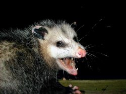 possum Meme Template