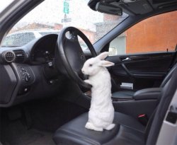Rabbit driver Meme Template