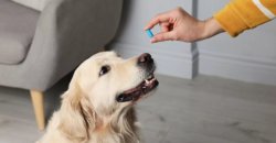 Dog and PIll Meme Template