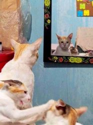 2 cats fighting while other cat looks in mirror Meme Template