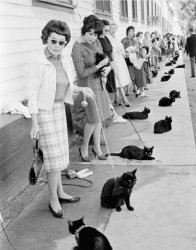 Childless Cat ladies lined up to vote against Trump/Vance Meme Template