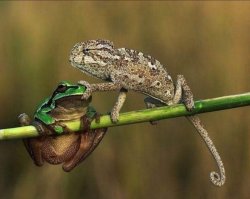 That's enough, Larry Meme Template