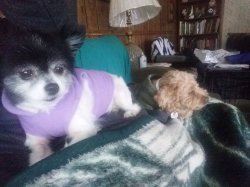 Dogs & Blanky Meme Template