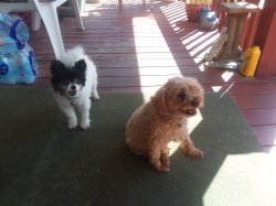 Dogs on porch Meme Template