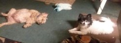 Dogs on rug Meme Template