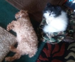 Poo & Bruce doggie bed Meme Template