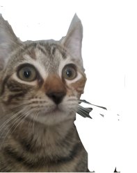 Lili’s time in ‘nam Meme Template