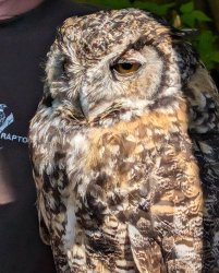 Annoyed owl Meme Template