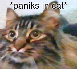 Cat panic Meme Template