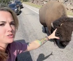 TikTok Karen tries to pet bison Meme Template