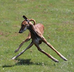 Gazelle Meme Template