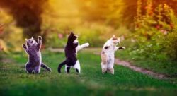 three cats dance in park Meme Template