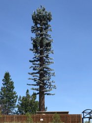 cellphone tower disguised as branchless tree Meme Template