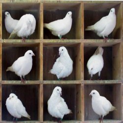 Pigeonholes JPP Meme Template