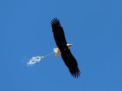 Eagle pooping midair Meme Template