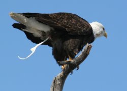 Eagle pooping Meme Template