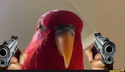 Bird with gun Meme Template