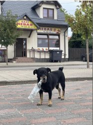 dog; Drunk dog; dog with bottle; Meme Template