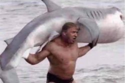 Trump shark Meme Template