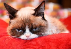 Grumpy cat feeling sad on red pillow Meme Template