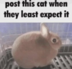 post this cat when they least expect it Meme Template