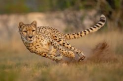 Cheetah running Meme Template