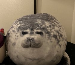 Judgy Seal Meme Template