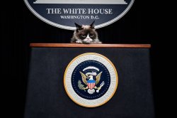 Grumpy cat presidential seal Meme Template