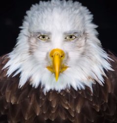 cursed eagle Meme Template