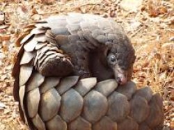 grumpy pangolin Meme Template