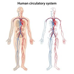 Circulatory System Meme Template