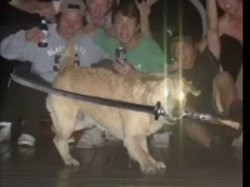 dog with sword Meme Template