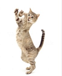 Cat playing with mouse Meme Template