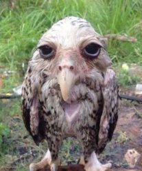 Wet owl Meme Template