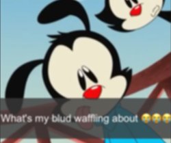 Wakko what's my blud waffling about Meme Template