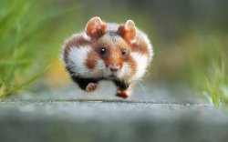 Graduation Hamster Meme Template