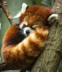 red panda sleepy cute Meme Template