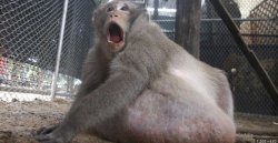 monkmey Meme Template