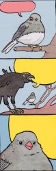 Annoying Crow Meme Template