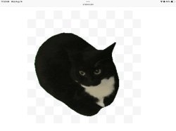 Maxwell cat Meme Template