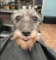 Dog Getting Haircut Meme Template