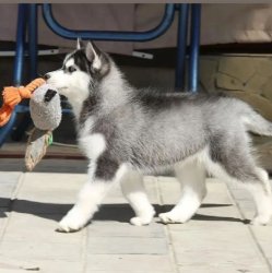 Husky Pup Meme Template