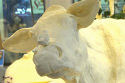 butter cow Meme Template