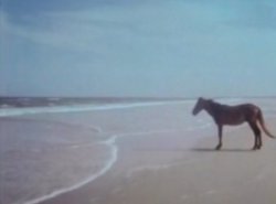 horse staring at ocean Meme Template